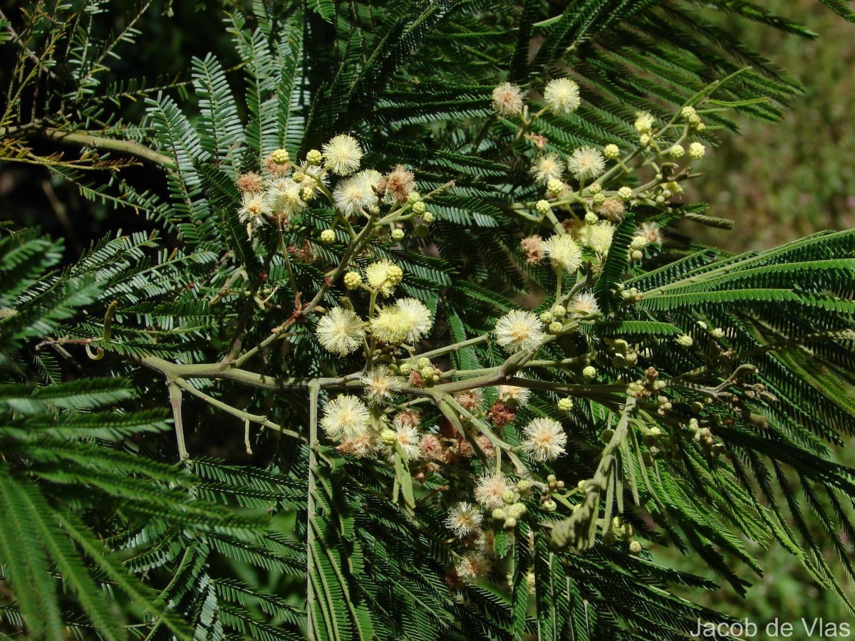 Acacia mearnsii De Wild.